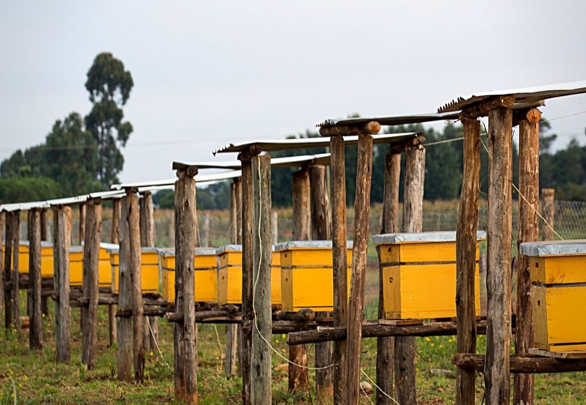 Beekeeping Initiative